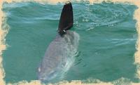 Mondfisch - Mola Mola - Sunfish Mondfisch - Mola Mola - Sunfish