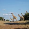 Der 7. Himmel in Botswana