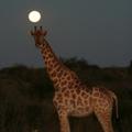 Der 7. Himmel in Botswana