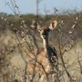 Motswiri Lodge - Nashornschutzgebiet in Botswana