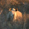 Motswiri Lodge - Nashornschutzgebiet in Botswana