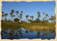 Palmen im Okavango Delta