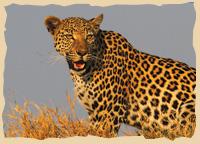 Leopard auf einer Pirschfahrt in Botswana