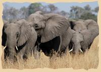 Elefanten im Chobenationalpark