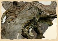 Leopard im Kameldornbaum