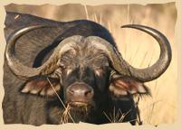 Büffel im Okavango Delta