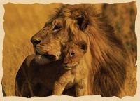Löwen Vater mit Nachwuchs