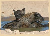 Badende Hyänen - Houmed
