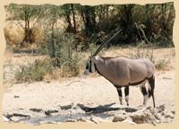 Kaspersdraai Wasserloch mit Oryxantilope