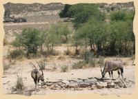 Oryxantilopen im Kgalagadi Transfrontier Park
