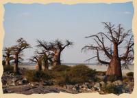 Baobabs auf Kubu Island