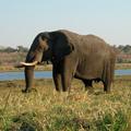 Elefant im Chobe Nationalpark in Bostwana