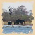 Elefanten im Mudumu Nationalpark