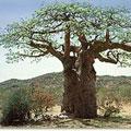 Ein Baobab - mystischer Baum in Namibia Ein Baobab - mystischer Baum in Namibia