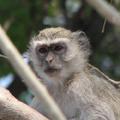 Affe im Caprivi