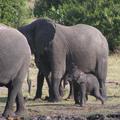Elefantenbaby im Etoscha Nationalpark