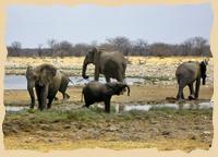 Elefanten am Wasserloch - Tierbeobachtungsparadies Etosha
