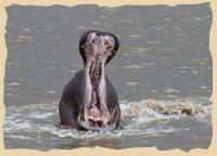 Hippos im Kwando
