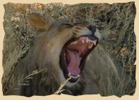 Wildpirschfahrt im Mahango Nationalpark