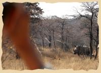 Nashornpirschfahrt auf dem Waterberg