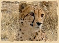 Gepardeprojekt beim Cheetah Conservation Fund
