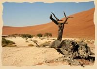Toter Kameldornbaum in Dead Vlei Toter Kameldornbaum in Dead Vlei