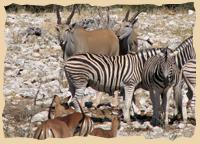 Tiere an einer Etoscha - Wasserstelle Tiere an einer Etoscha - Wasserstelle