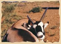 Eine Oryxantilope Eine Oryxantilope