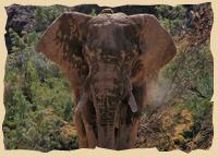 Wüstenelefant im Kaokoveld im Hoarusib Trockenfluss Wüstenelefant im Kaokoveld im Hoarusib Trockenfluss