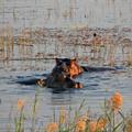 Hippo - Nilpferd