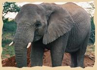 Elefanten auf der Okambara Lodge