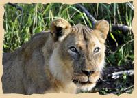 Löwenfütterung in Namibia