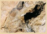Dinosaurierfussspuren