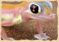 Wüstengecko