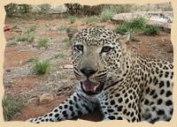 Leopard auf Okambara