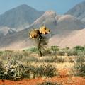 Koloniewebervogelnest in der Namib