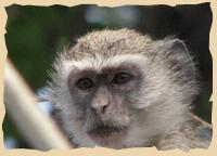 Überaus freche Vervet Monkeys Überaus freche Vervet Monkeys