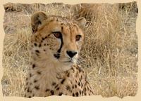Gepardenprojekt beim Cheetah Conservation Fund Gepardenprojekt beim Cheetah Conservation Fund