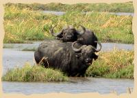 Afrikanische Büffel – Gefährlich und Faszinierend