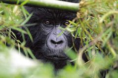 Berggorillas Uganda und Ruanda