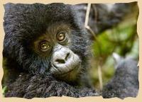 Gorilla Tracking in Uganda und Ruanda