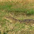 Krokodil im Chobe Nationalpark