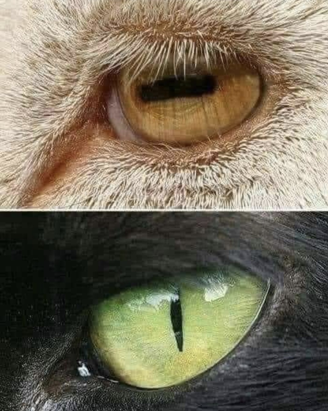 Prey