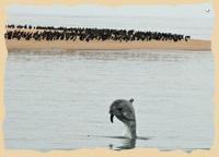 Delfin in der Walvis Bay Lagune