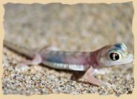 Palmato-Gecko