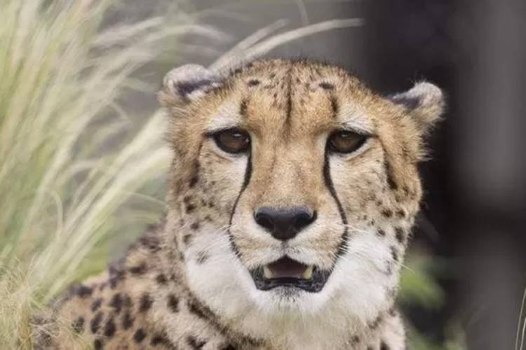 TimBila Lodge Heimat der zweiten Chance Bwana TuckeTucke