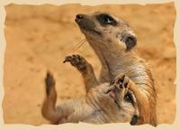 Neugierige Suricate - Copyright ActingLikeAnimals.com