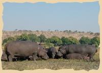 Gamedrive im Chobe National Park