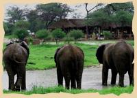 Elephant Sands bei Nata in Botswana