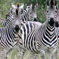 Zebras bei Elephant Sands